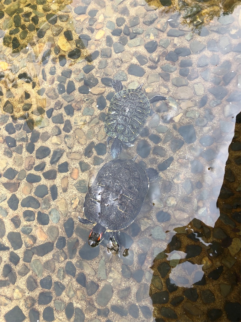 f:id:wakaiojisan:20190520112206j:image