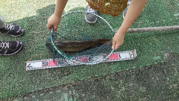 f:id:wakajibi2:20200814174157j:plain f:id:wakajibi2:20200814174157j:plain
