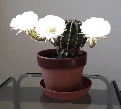 f:id:wakameobasan:20211018132433j:plain