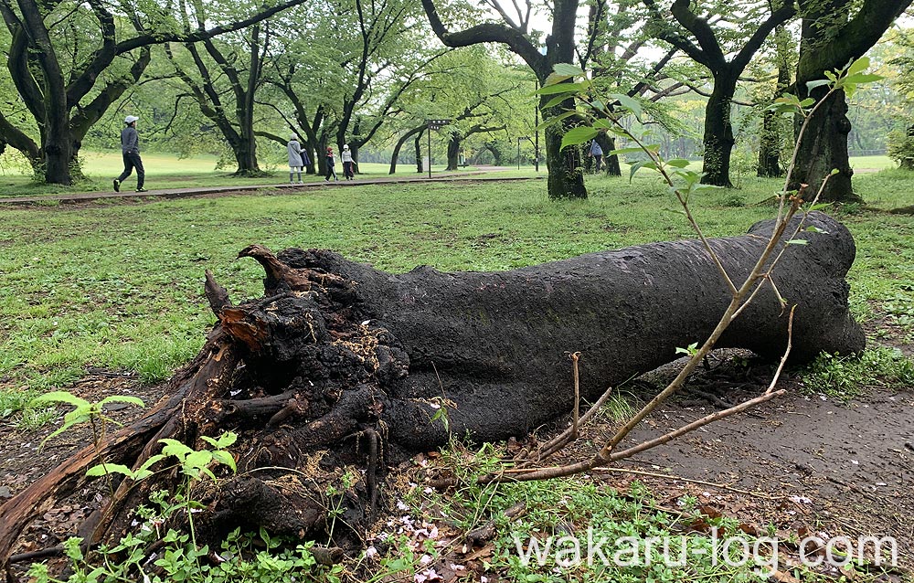 f:id:wakaru-web:20200607211908j:plain f:id:wakaru-web:20200607211908j:plain