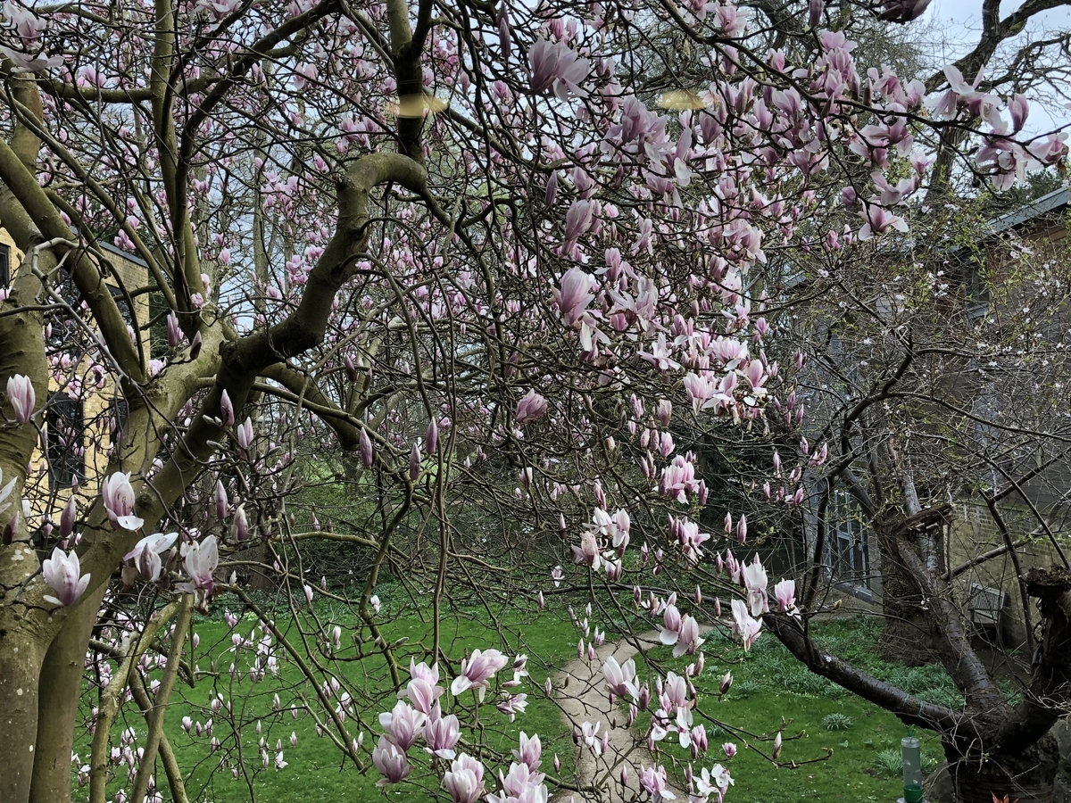 f:id:wakazemi:20190318163328j:plain f:id:wakazemi:20190318163328j:plain