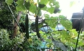 20150718075318