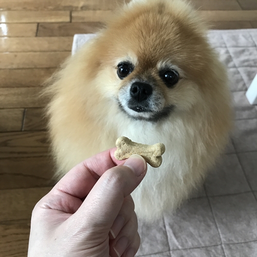 f:id:wakkacoco:20170929100856j:plain