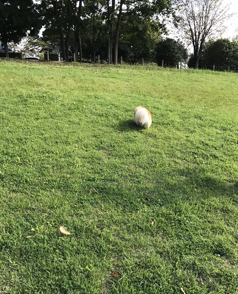 f:id:wakkacoco:20170929100902j:plain