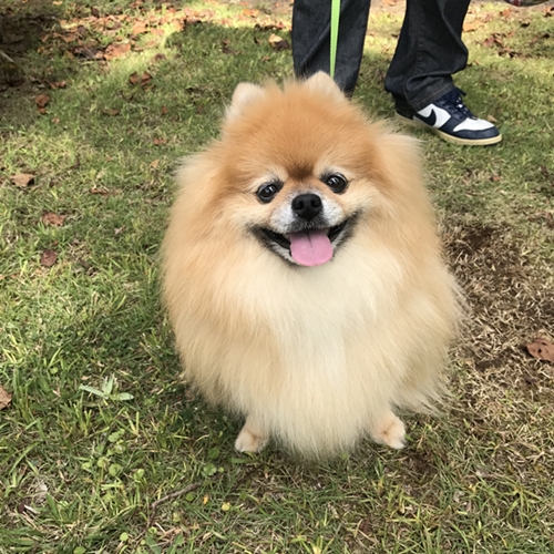 f:id:wakkacoco:20170929100908j:plain