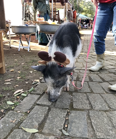 f:id:wakkacoco:20171220085721j:plain f:id:wakkacoco:20171220085721j:plain