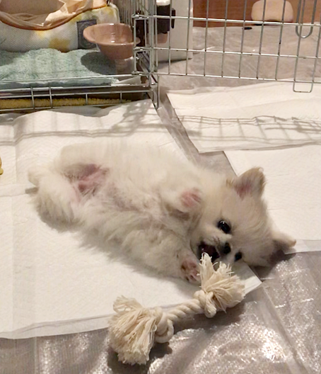 f:id:wakkacoco:20180329091029p:plain f:id:wakkacoco:20180329091029p:plain