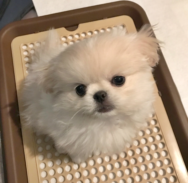 f:id:wakkacoco:20180329091046j:plain f:id:wakkacoco:20180329091046j:plain