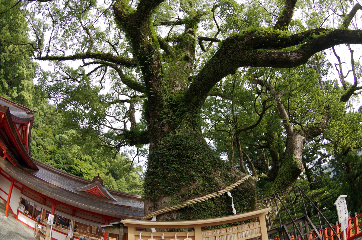 f:id:wakuraba01:20200823003101j:plain