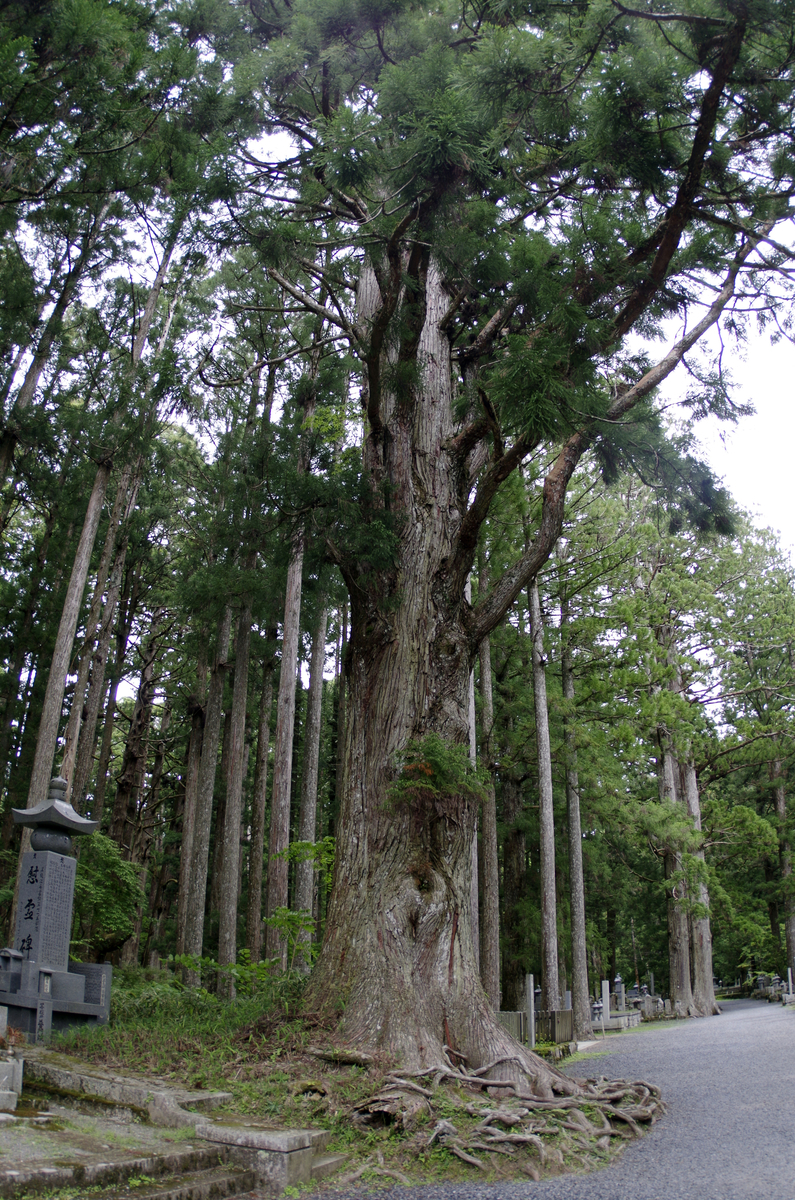 f:id:wakuraba01:20210129160136j:plain