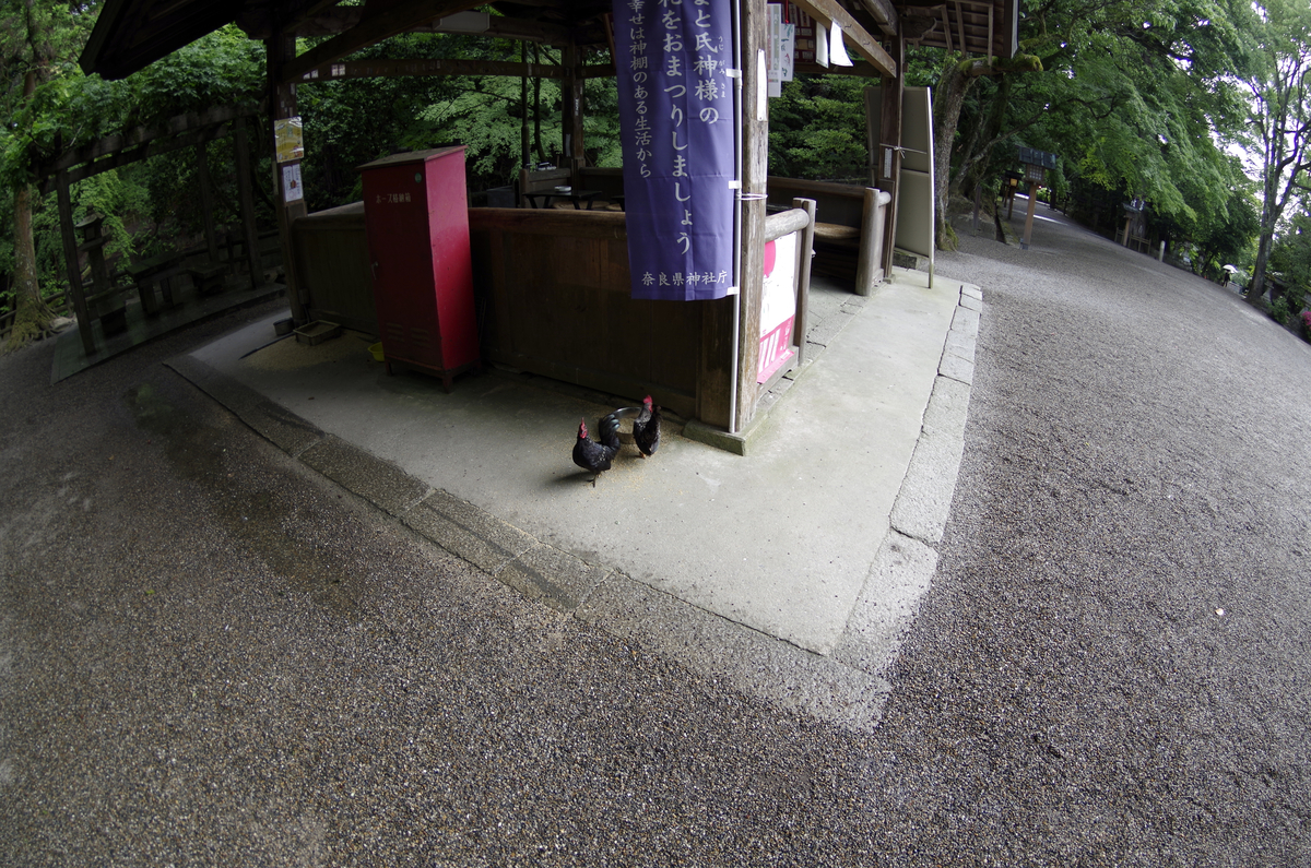 f:id:wakuraba01:20210129162318j:plain