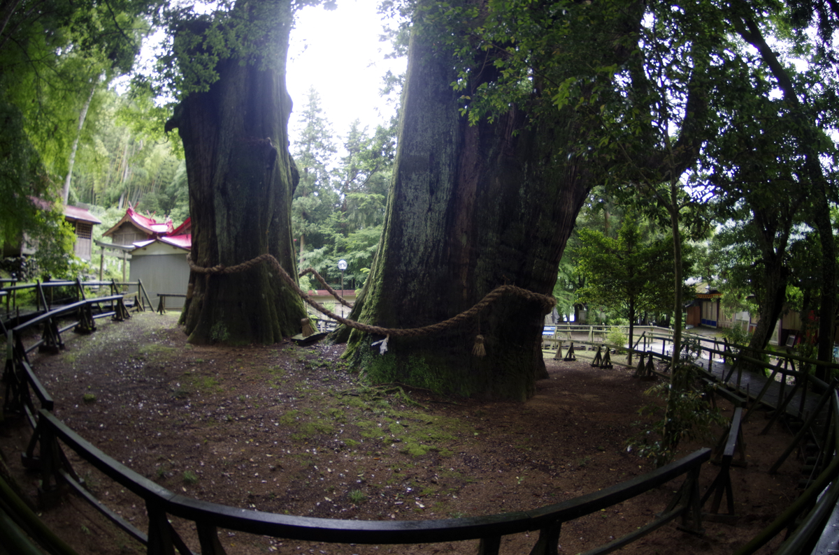 f:id:wakuraba01:20210204203223j:plain