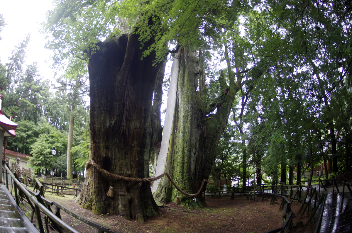 f:id:wakuraba01:20210204203253j:plain