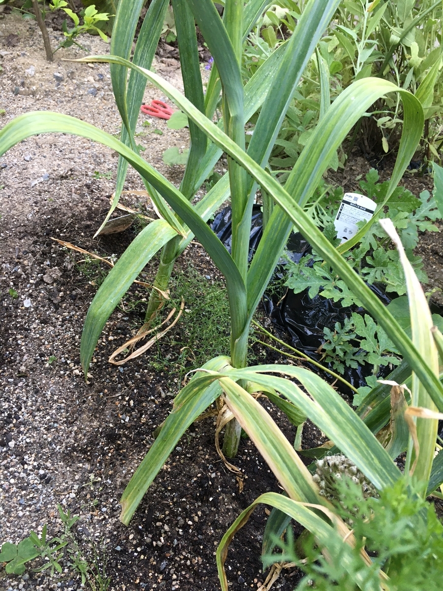 f:id:wakuwakunotobira:20210601221633j:plain