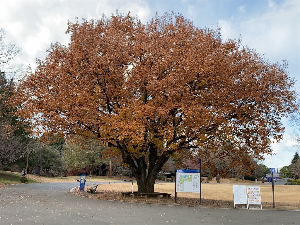 f:id:wakuwakushincha:20201219222107j:image