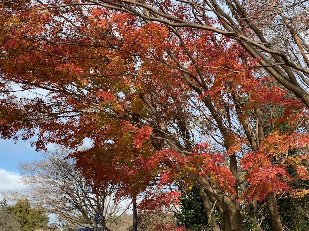 f:id:wakuwakushincha:20201219222115j:image