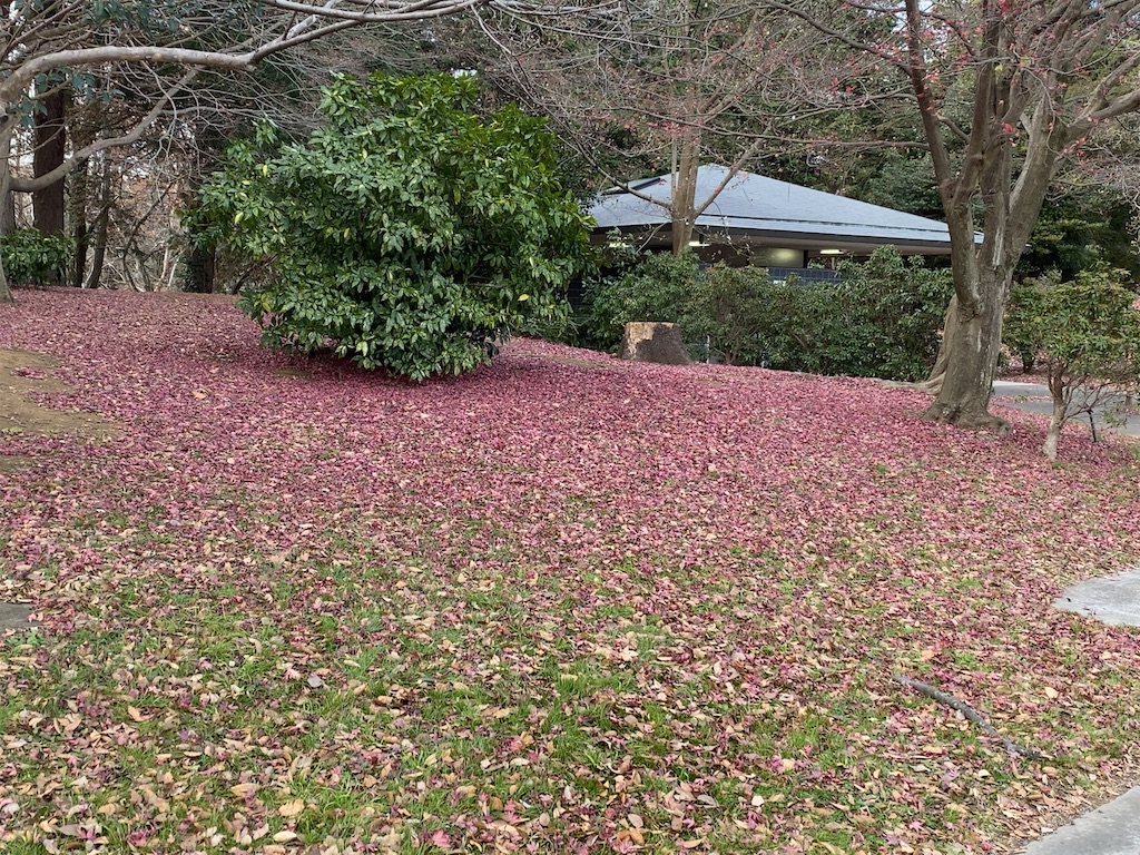 f:id:wakuwakushincha:20201219222121j:image