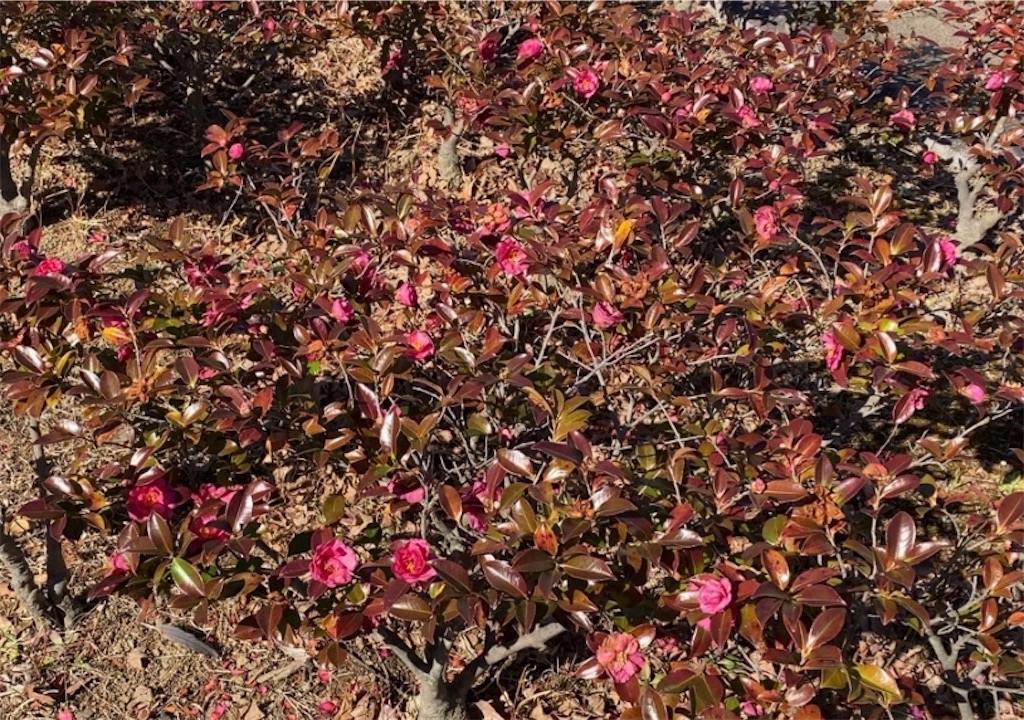 f:id:wakuwakushincha:20210201214402j:image