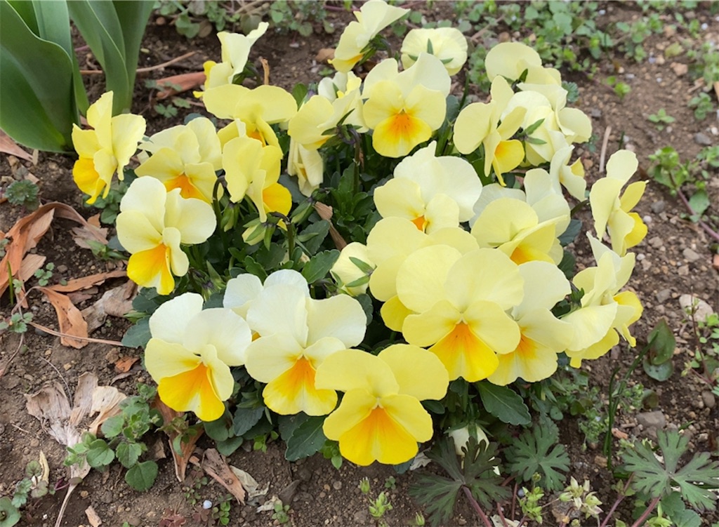 f:id:wakuwakushincha:20210310211332j:image f:id:wakuwakushincha:20210310211332j:image