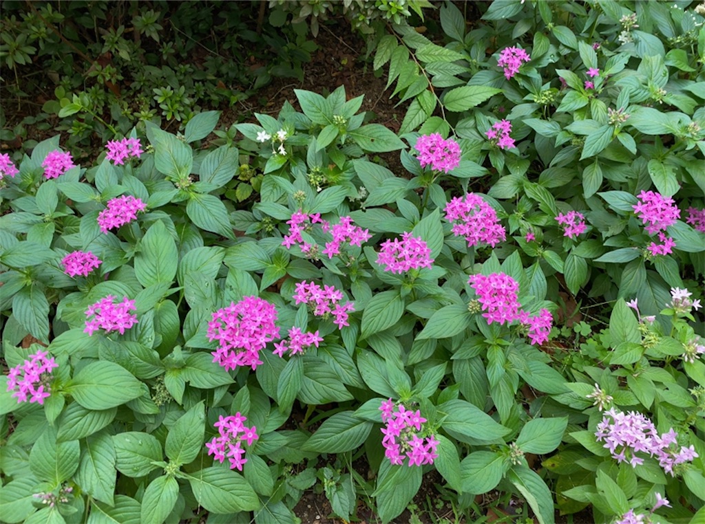 f:id:wakuwakushincha:20211012072611j:image f:id:wakuwakushincha:20211012072611j:image