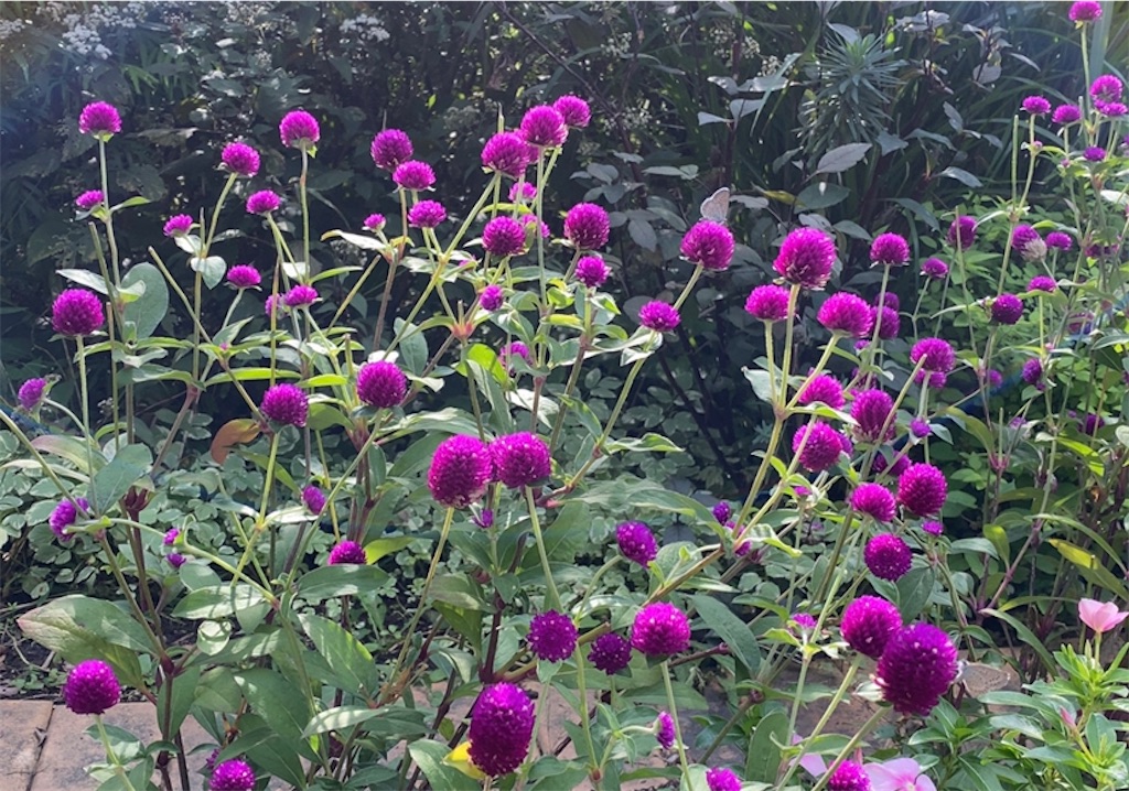 f:id:wakuwakushincha:20211014200227j:image f:id:wakuwakushincha:20211014200227j:image