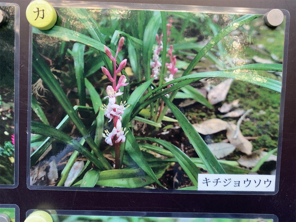 f:id:wakuwakushincha:20211029133904j:image f:id:wakuwakushincha:20211029133904j:image