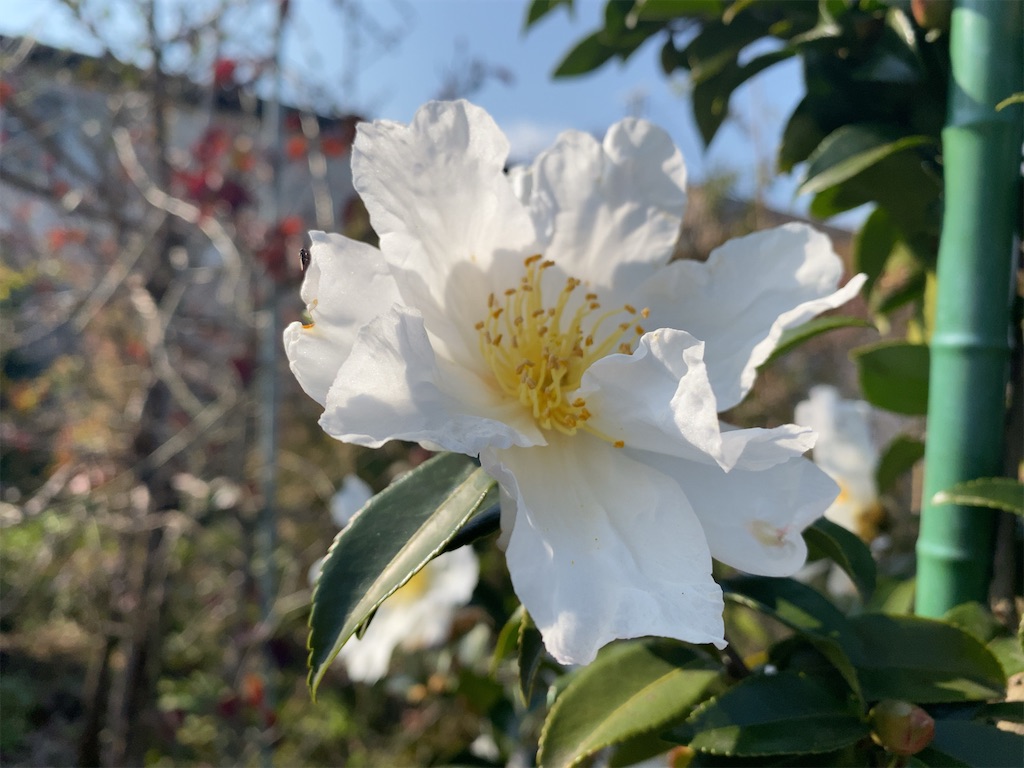 f:id:wakuwakushincha:20211121224114j:image