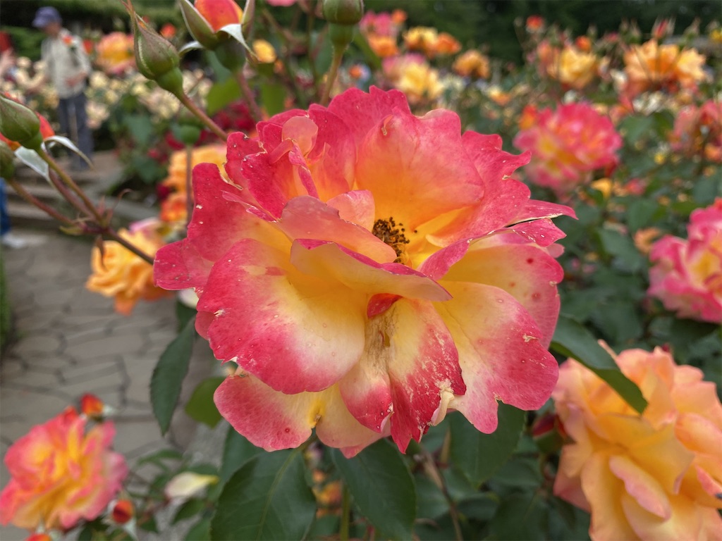 f:id:wakuwakushincha:20220521192806j:image