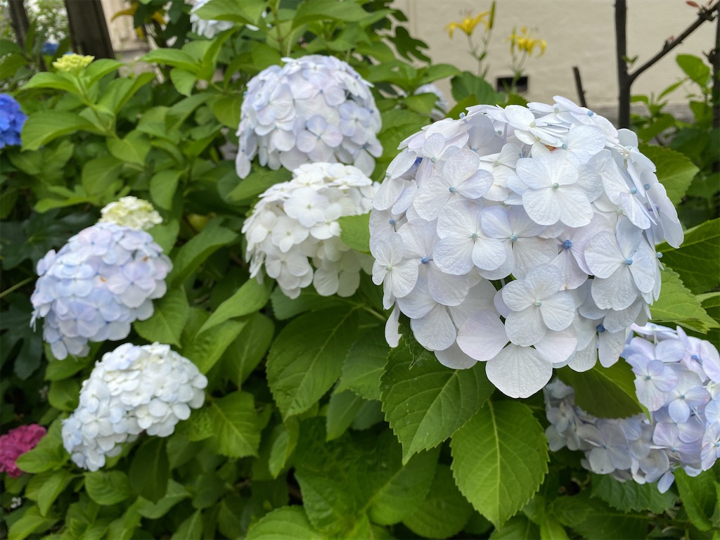 f:id:wakuwakushincha:20220611203149j:image