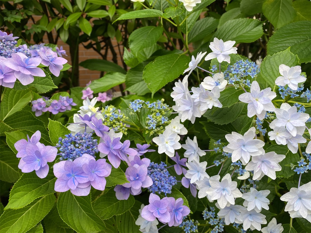 f:id:wakuwakushincha:20220611214202j:image