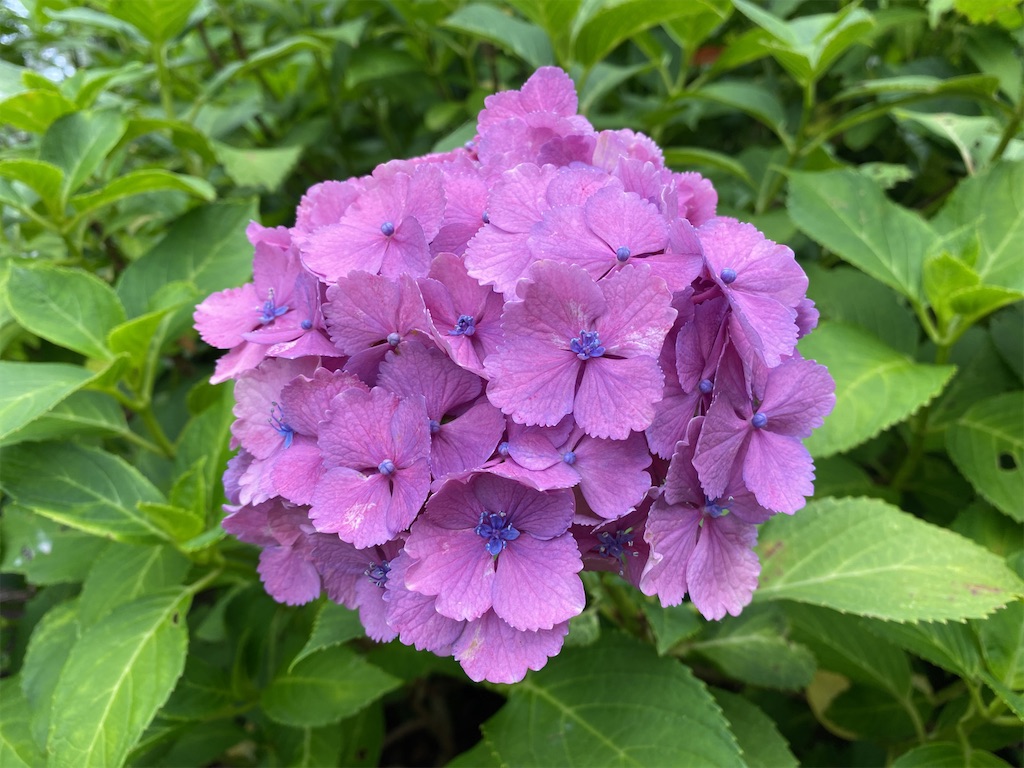 f:id:wakuwakushincha:20220627114119j:image f:id:wakuwakushincha:20220627114119j:image