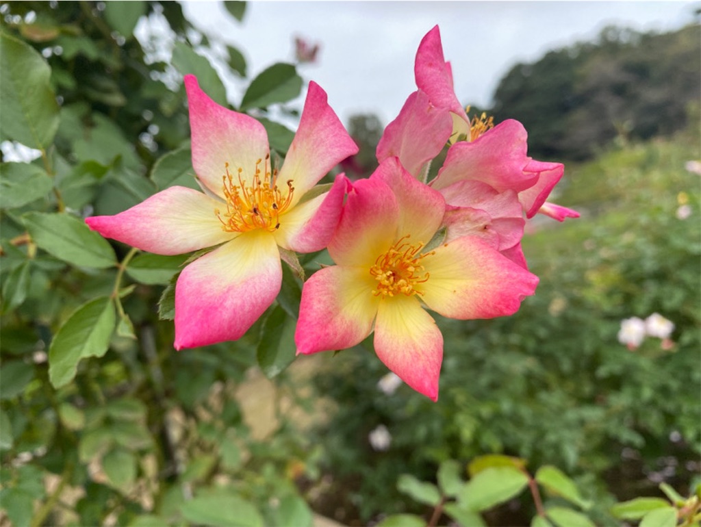 f:id:wakuwakushincha:20221011201208j:image