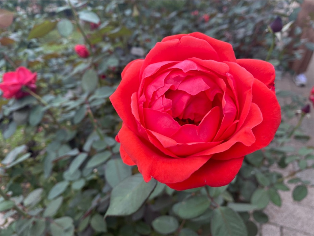 f:id:wakuwakushincha:20221011203030j:image