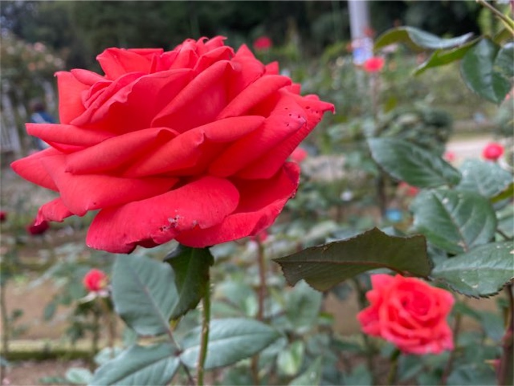 f:id:wakuwakushincha:20221030195913j:image f:id:wakuwakushincha:20221030195913j:image