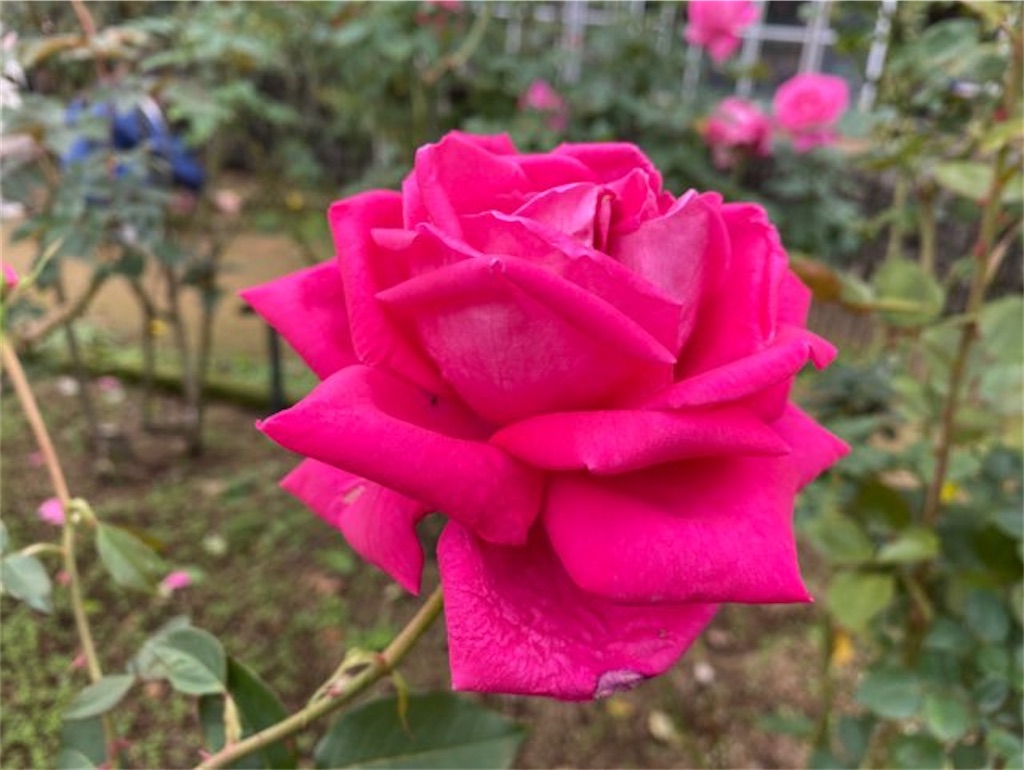 f:id:wakuwakushincha:20221030195957j:image f:id:wakuwakushincha:20221030195957j:image
