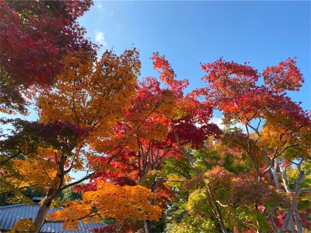 f:id:wakuwakushincha:20221121235358j:image