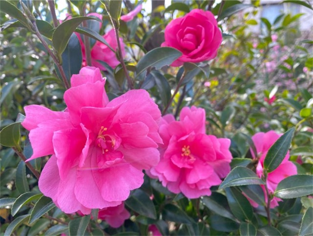 f:id:wakuwakushincha:20221208222113j:image f:id:wakuwakushincha:20221208222113j:image