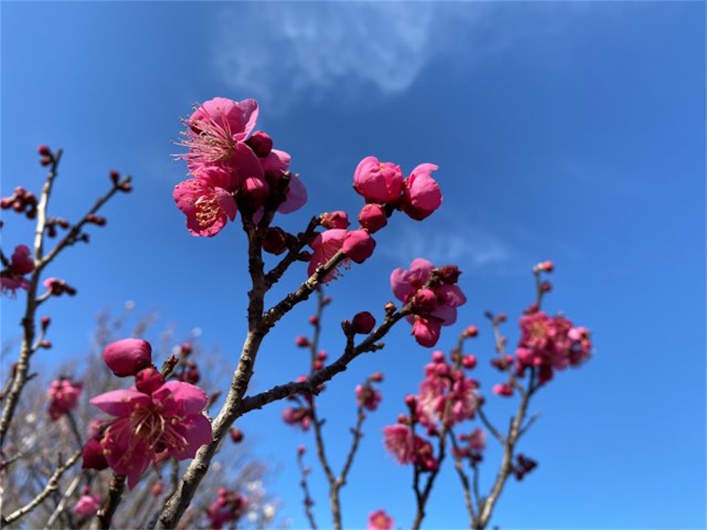 f:id:wakuwakushincha:20230128102914j:image f:id:wakuwakushincha:20230128102914j:image
