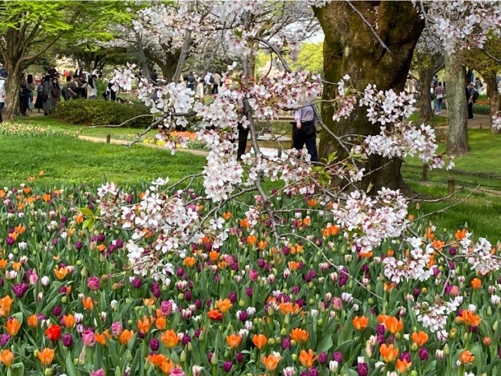 f:id:wakuwakushincha:20230408130149j:image f:id:wakuwakushincha:20230408130149j:image