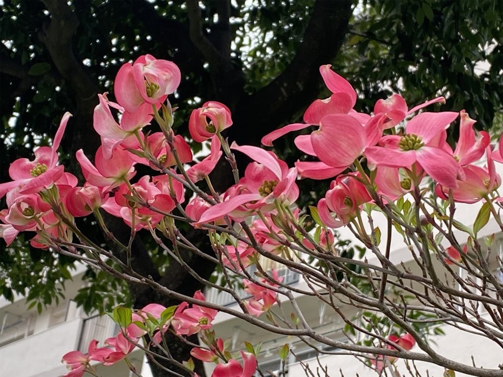 f:id:wakuwakushincha:20230420212027j:image f:id:wakuwakushincha:20230420212027j:image