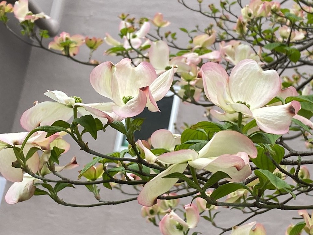 f:id:wakuwakushincha:20230420212030j:image f:id:wakuwakushincha:20230420212030j:image