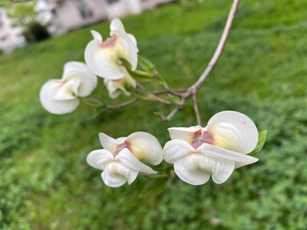 f:id:wakuwakushincha:20230420213117j:image f:id:wakuwakushincha:20230420213117j:image