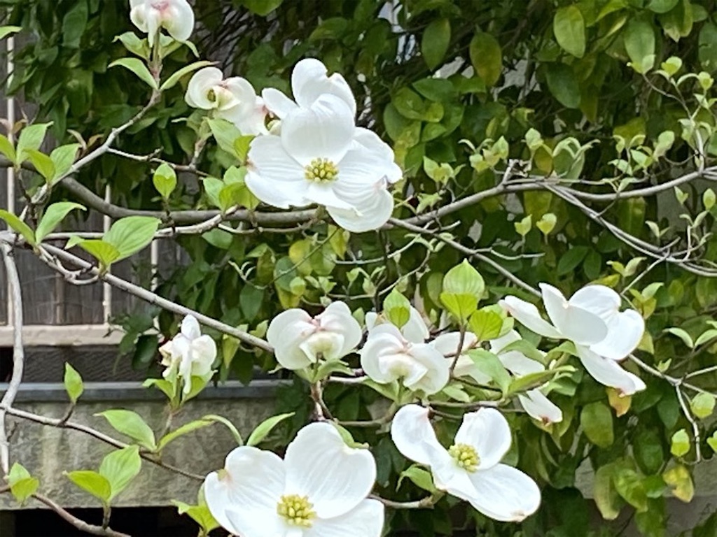 f:id:wakuwakushincha:20230420214739j:image f:id:wakuwakushincha:20230420214739j:image