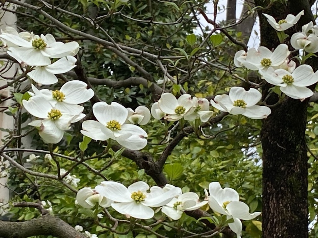 f:id:wakuwakushincha:20230420214742j:image f:id:wakuwakushincha:20230420214742j:image