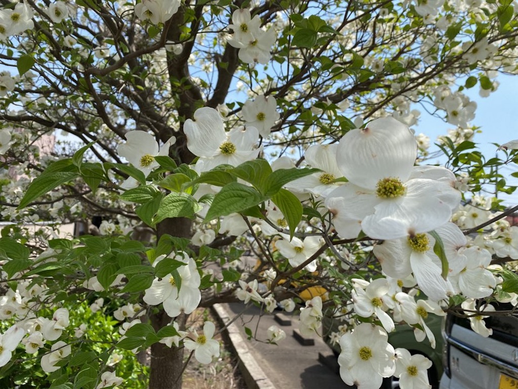 f:id:wakuwakushincha:20230420215205j:image f:id:wakuwakushincha:20230420215205j:image