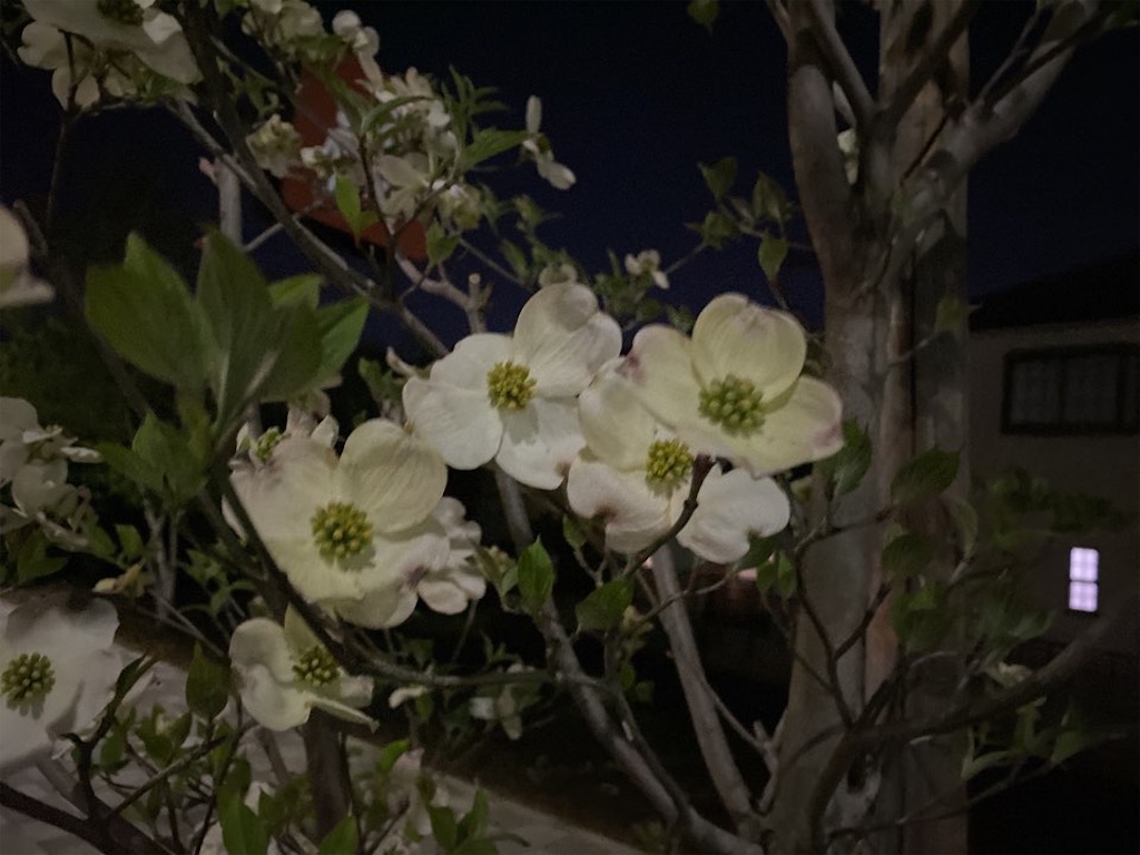 f:id:wakuwakushincha:20230420221426j:image f:id:wakuwakushincha:20230420221426j:image