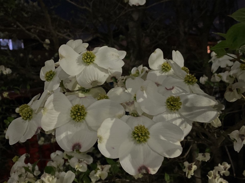 f:id:wakuwakushincha:20230420221429j:image f:id:wakuwakushincha:20230420221429j:image