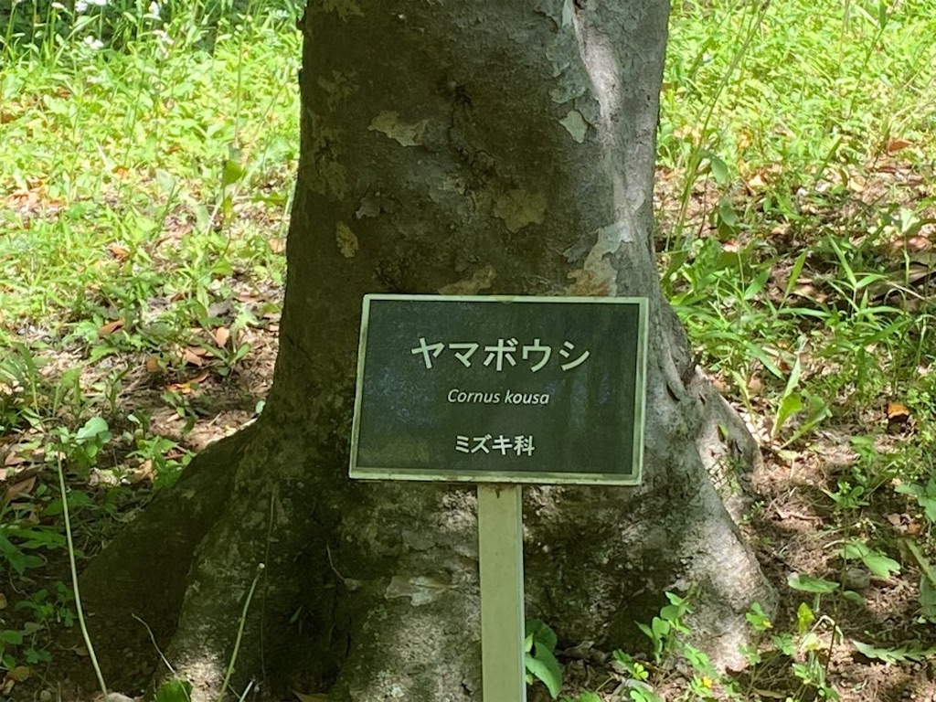 f:id:wakuwakushincha:20230514010917j:image