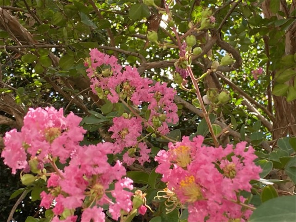 f:id:wakuwakushincha:20230816203838j:image f:id:wakuwakushincha:20230816203838j:image
