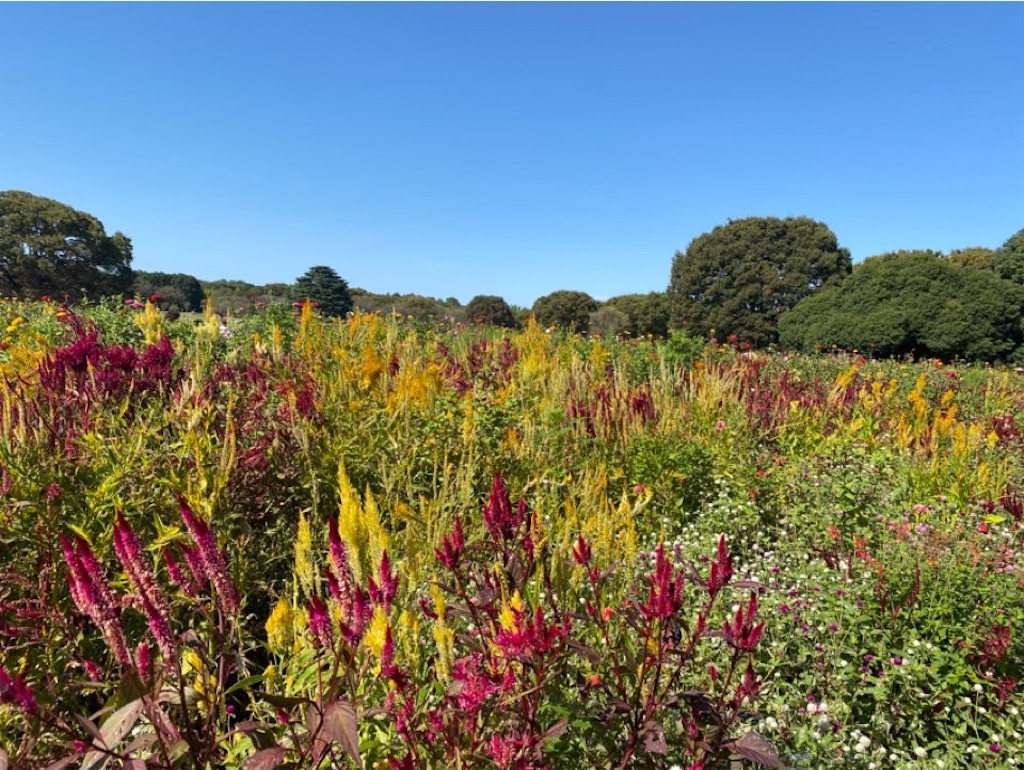 f:id:wakuwakushincha:20231008230201j:image f:id:wakuwakushincha:20231008230201j:image